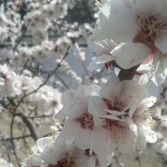 Rina Cherryblossom, Ulaanbaatar