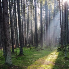 Лев Аксельрод, Санкт-Петербург