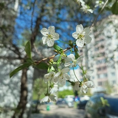 Эдуард Чернев, Москва