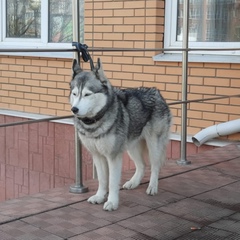 Андрей Павлецов