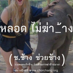 หลอด แมวเดินเล่น, 33 года