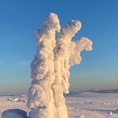 Николаевич Николаевич, Шексна (пгт)