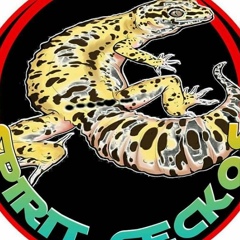 Spirit Gecko, 34 года