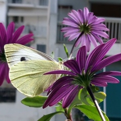 Liana Kazreti, Athens