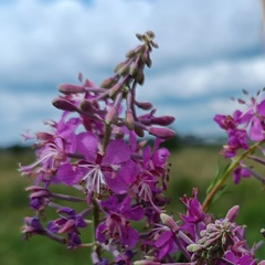 Светлана Алябышева, Курган