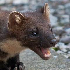 Marten Totem