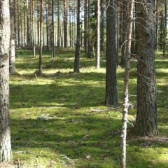 Андрей Смирнов, Санкт-Петербург