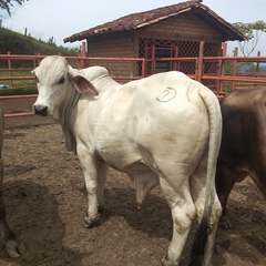 Daniel Castillo-Calderón, 59 лет, Bucaramanga