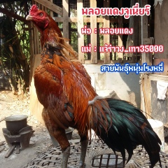 มณีพงศ์-ไก่ชน สายเลือดเงินล้าน, 38 лет, Ayothaya