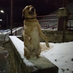 Катя Станевич, Гродно