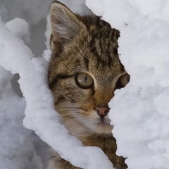 Александр Нежинский, Туапсе